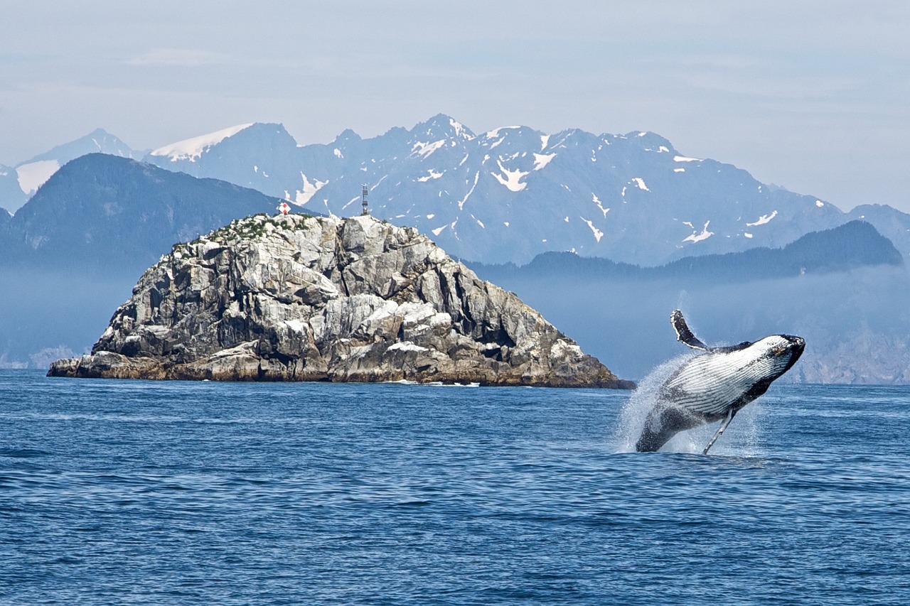 to understand icelands whaling business, it is important to