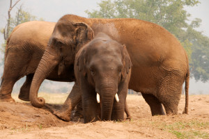 Elephants-in-Thailand