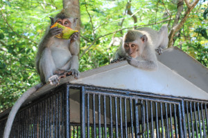 BUKIT-PENINSULA-monkeys-Uluwatu-temple-bali