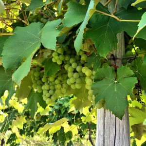 finger-lakes-wine-country-guide-2