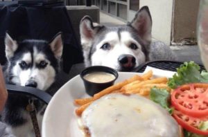 dog-friendly-restaurants-nyc