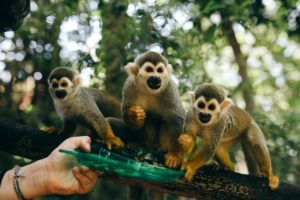 monkey-jungle-dominican-republic