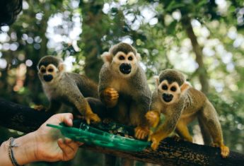 monkey-jungle-dominican-republic