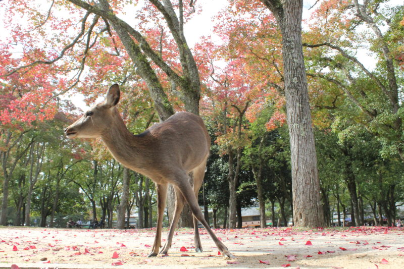 Deer Nara 1