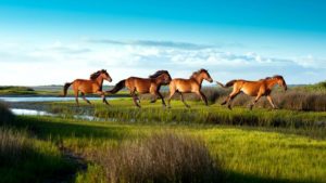 crystal-coast-wild-horses