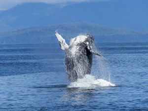 humpback-whale-caribbean