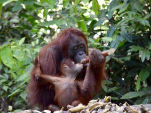 orangutans-borneo-indonesia