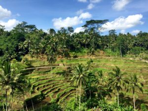 solo-travel-in-ubud-bali-rice-terraces