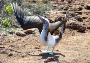 blue-footed-boobie