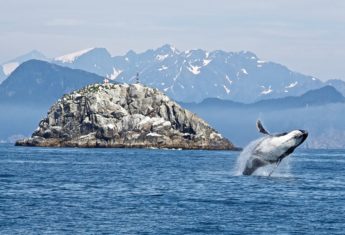 humpback-whale-iceland