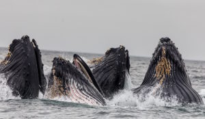 humpback-whales-family
