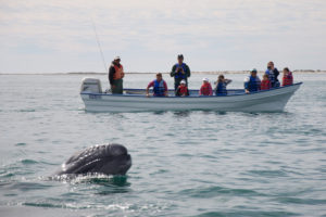 whale-watching-iceland