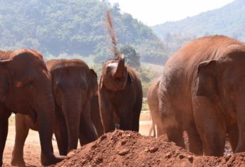 chiang mai elephant nature park thailand