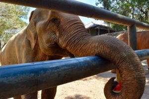chiang mai elephant nature park thailand