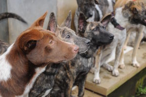 BAWA rescued dogs | © Nikki Vargas