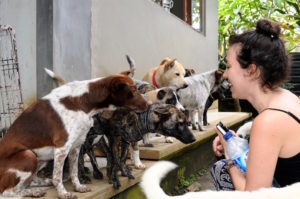 BAWA rescued dogs in Bali | © Nikki Vargas