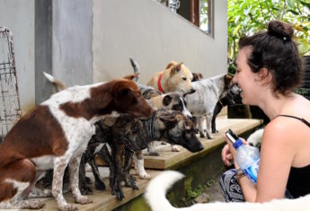 BAWA rescued dogs in Bali | © Nikki Vargas
