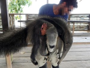A tourist poses with a captive anteater | © World Animal Protection